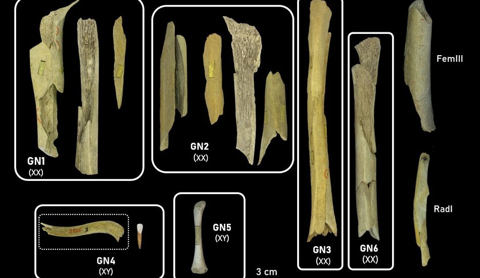 imageCannibalisme Néandertalien