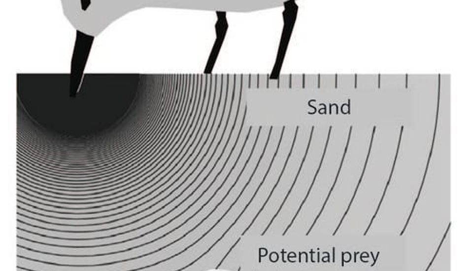 imageToucher à Distance Humain