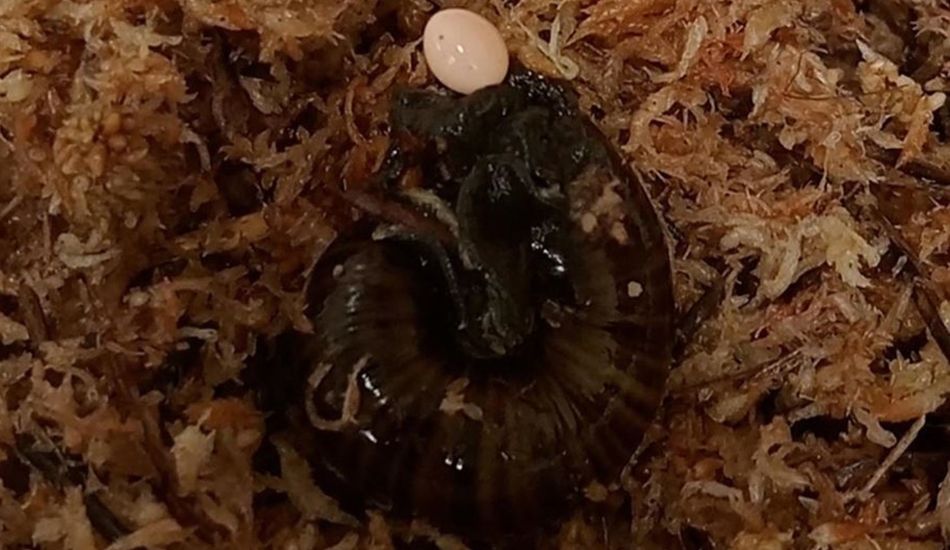 Ponte d'œufs d'escargot