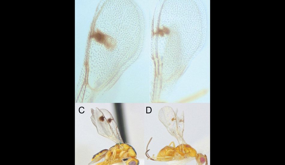 Guêpes Parasitoïdes