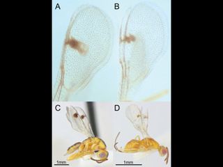 thumbnail - Guêpes Parasitoïdes