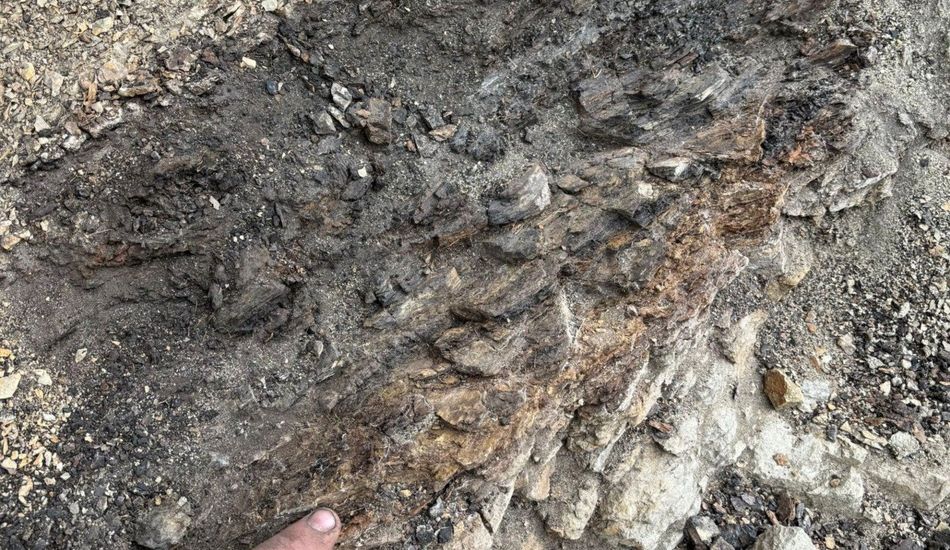 imageExtinction Dinosaures